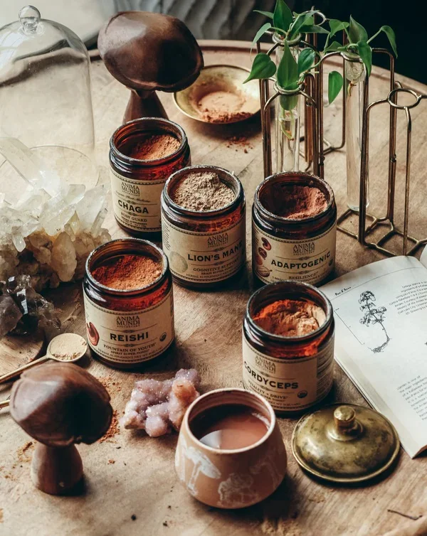 REISHI goba | kraljica tradicionalnih gob — slika 4