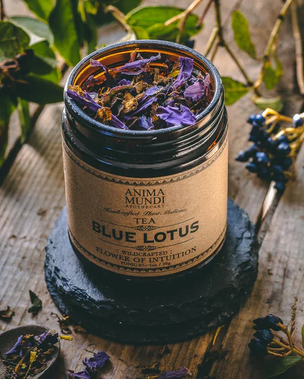 MODRI LOTUS | cvet intuicije — slika 3