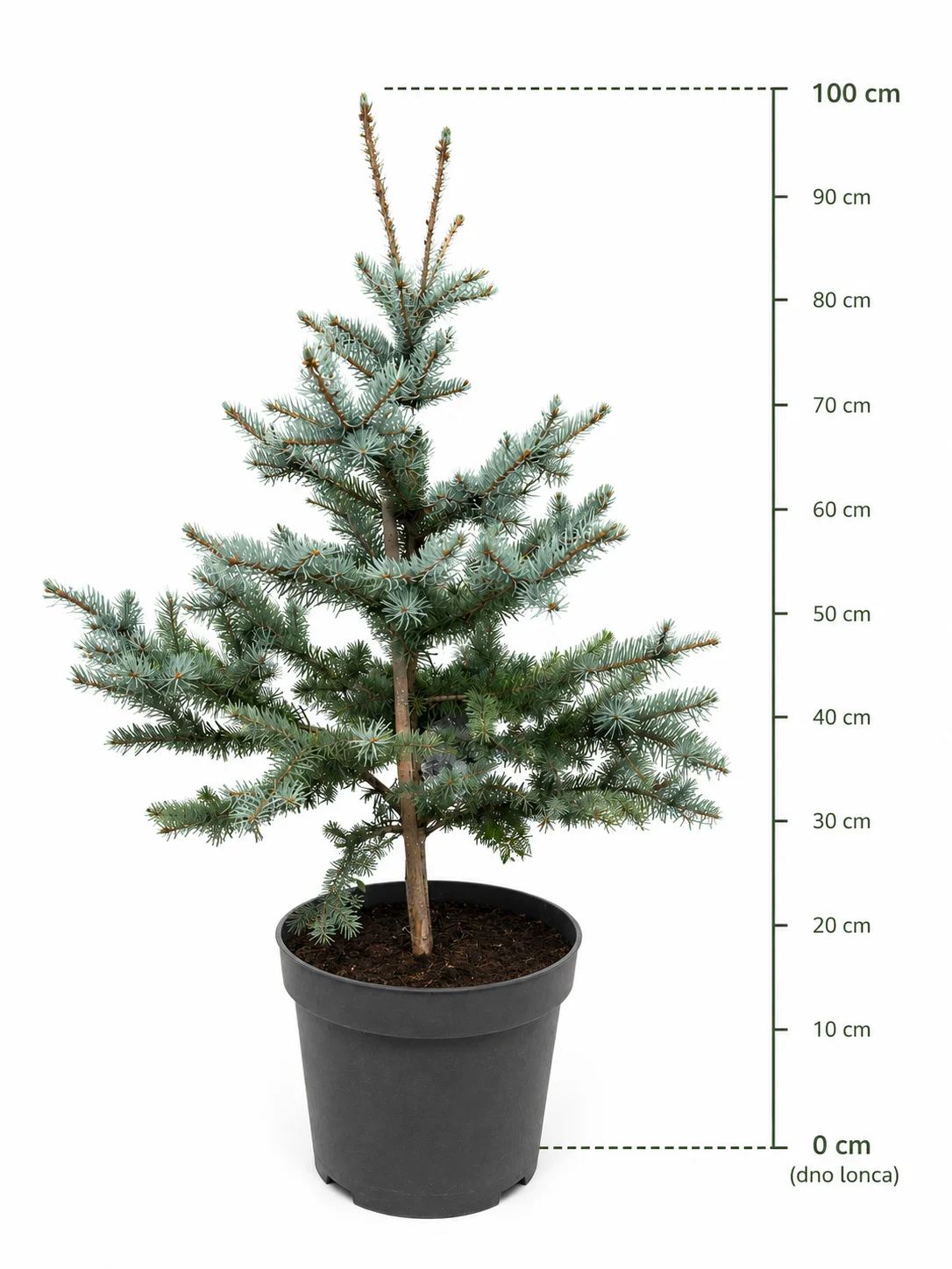 Srebrna smreka 'Edith'