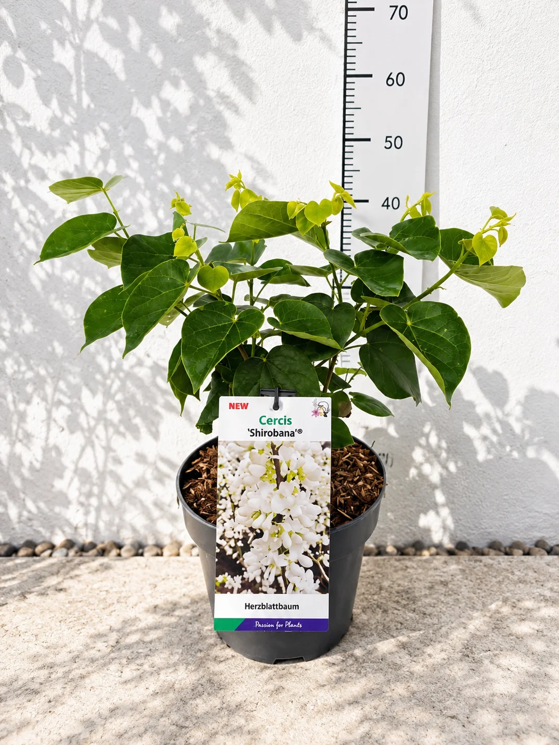 JUDEŽEVO DREVO SHIROBANA 40-60CM