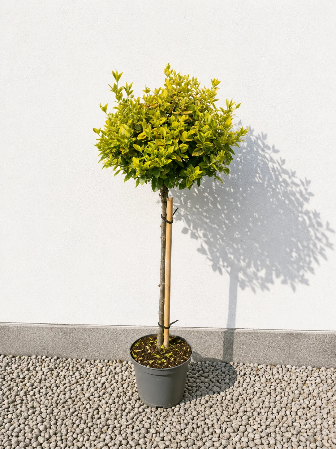 TRDOLESKA Emerald Gold NA STEBLU 50cm