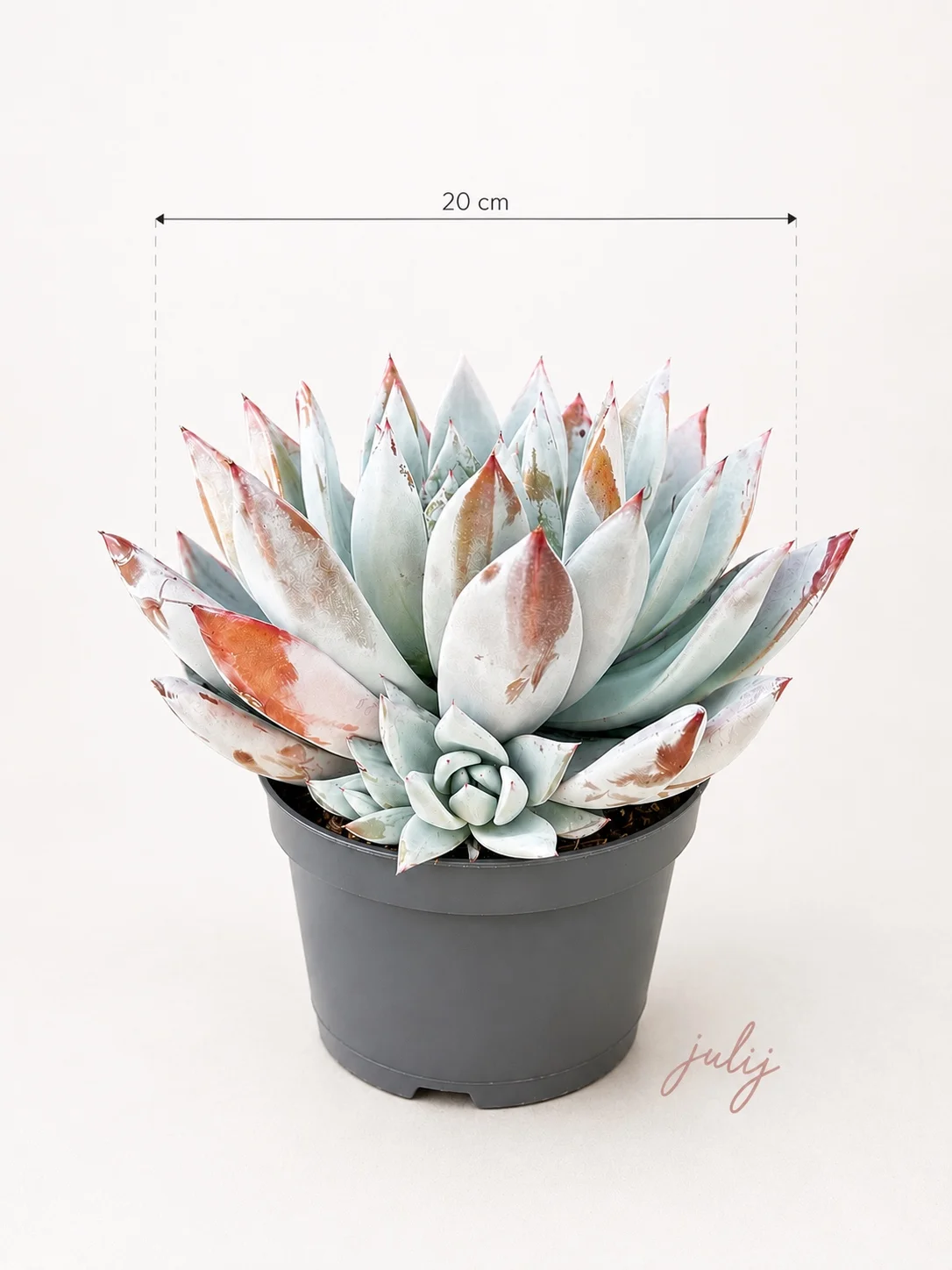 ECHEVERIA "MEXICAN GIANT"