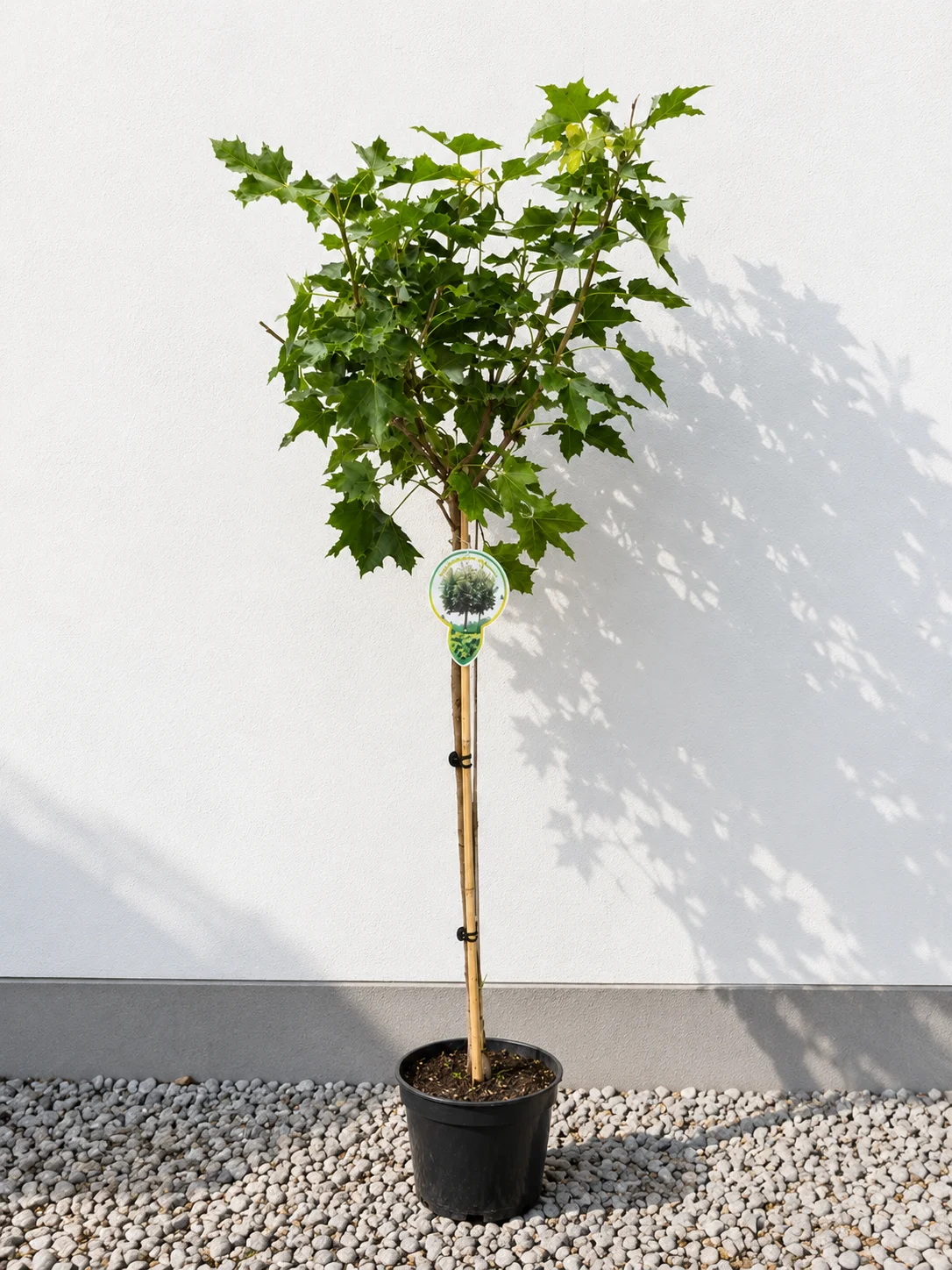 JAVOR OKROGLAST NA STEBLU 80CM