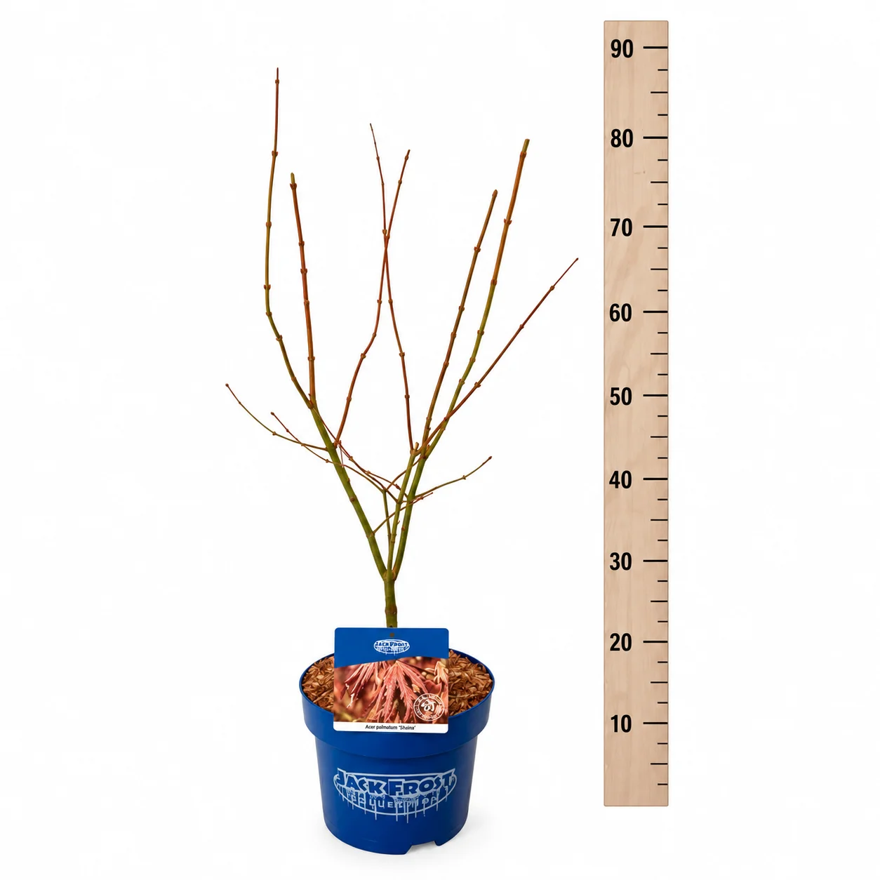 JAVOR NORTH WIND 60-80cm