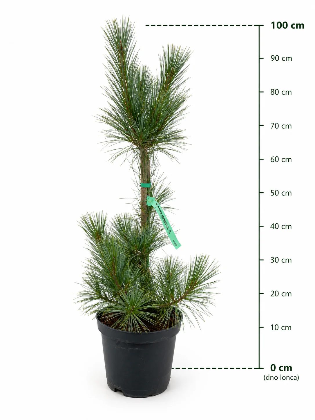 Bor 'Ammerland'
