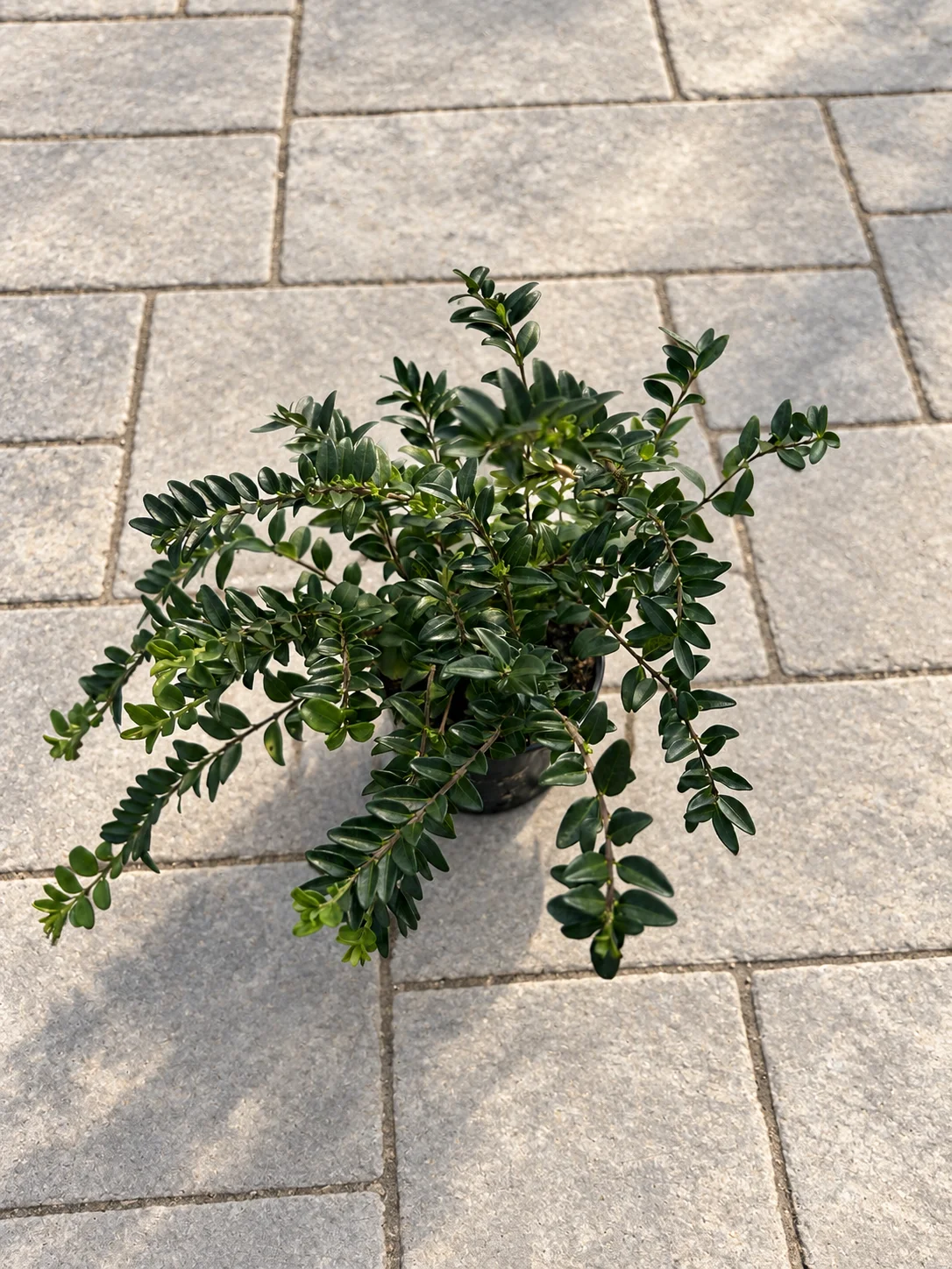 LONICERA POKRIVNA P9