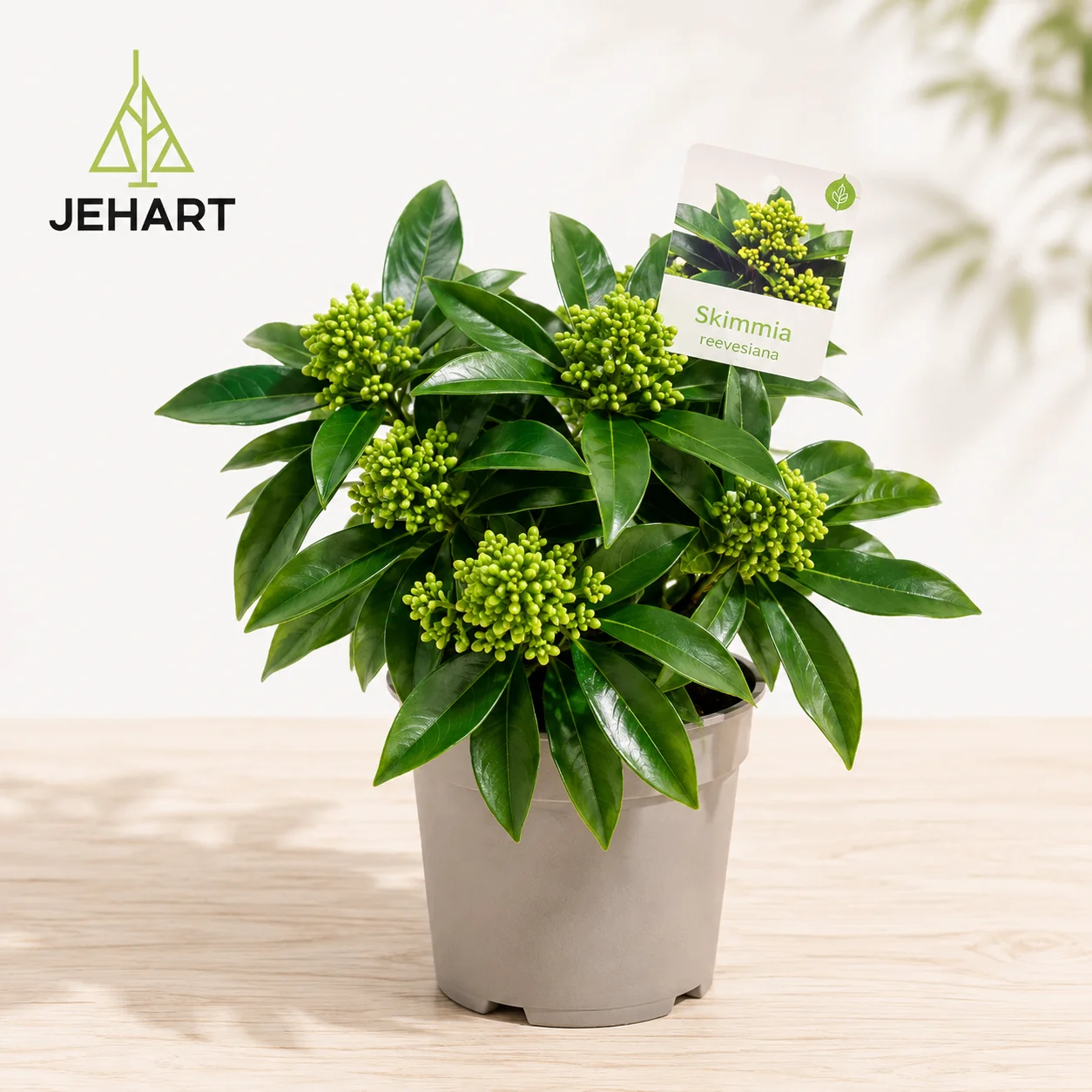 SKIMMIA REEVESIANA