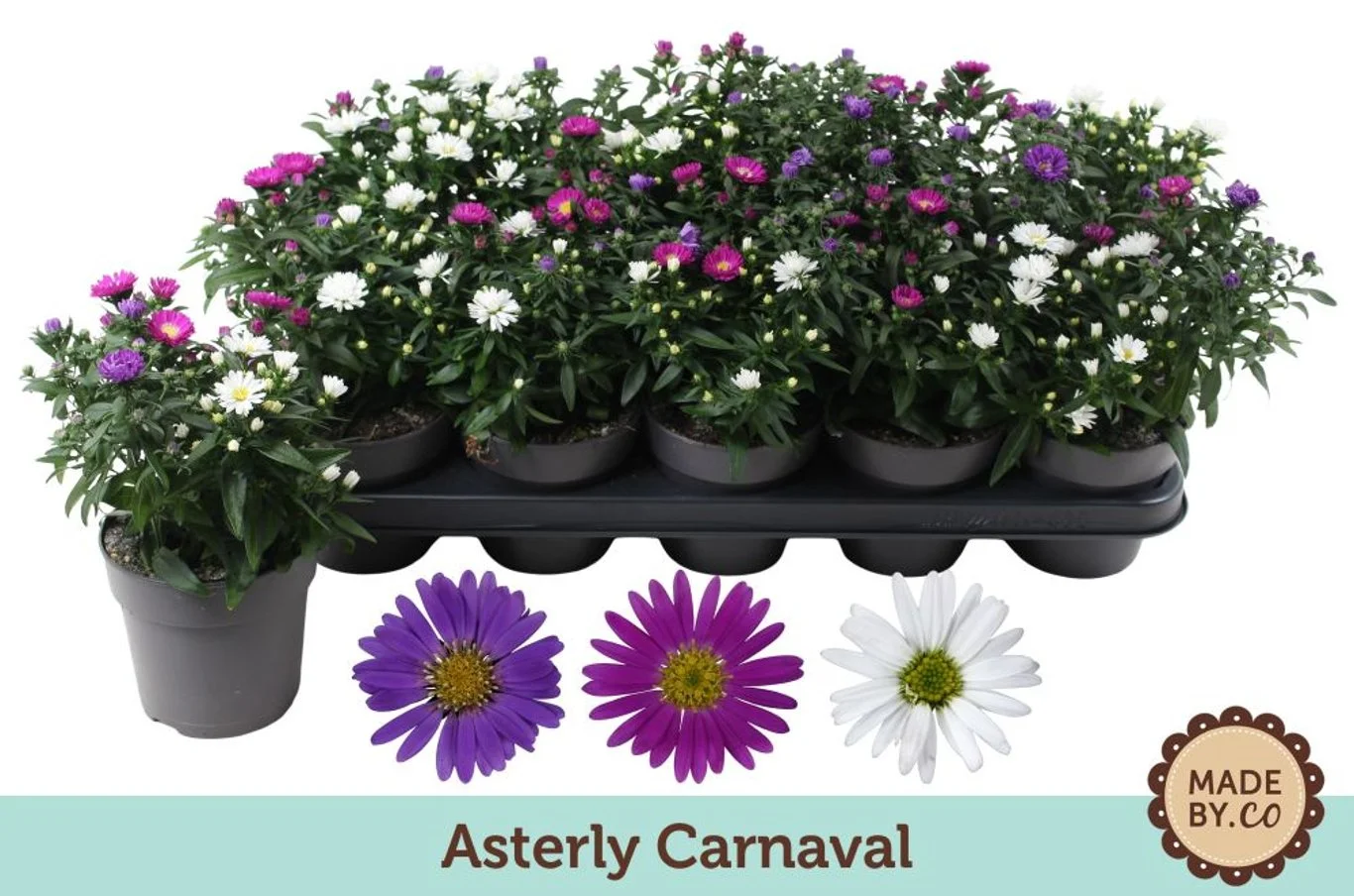 ASTRA CARNAVAL P12