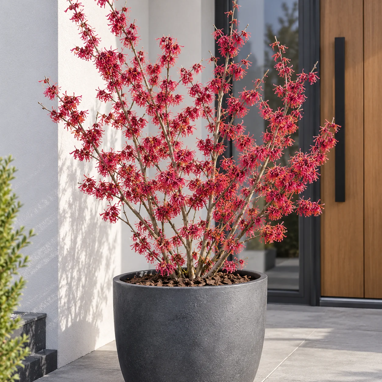HAMAMELIS INT. DIANE — slika 2