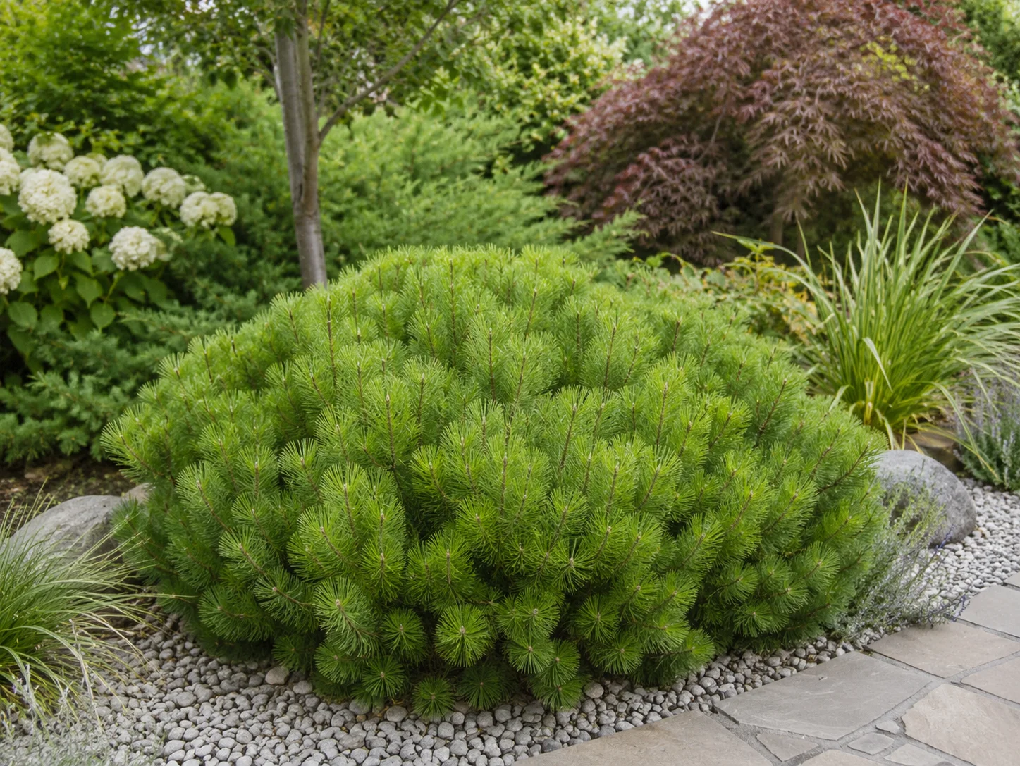 PRITLIKAVI GORSKI BOR GREEN PEARL — slika 2