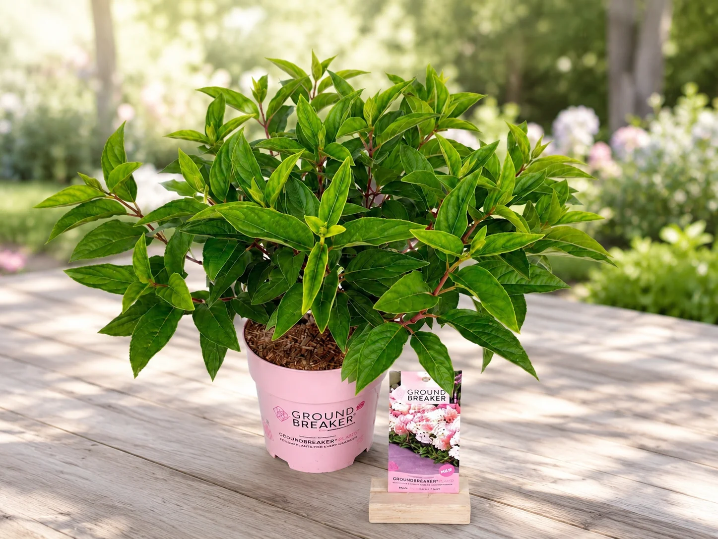 HORTENZIJA POKRIVNA BLUSH 3LTR