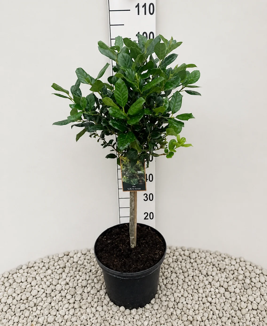ILEX NELLY STEVENS NA STEBLU 40CM