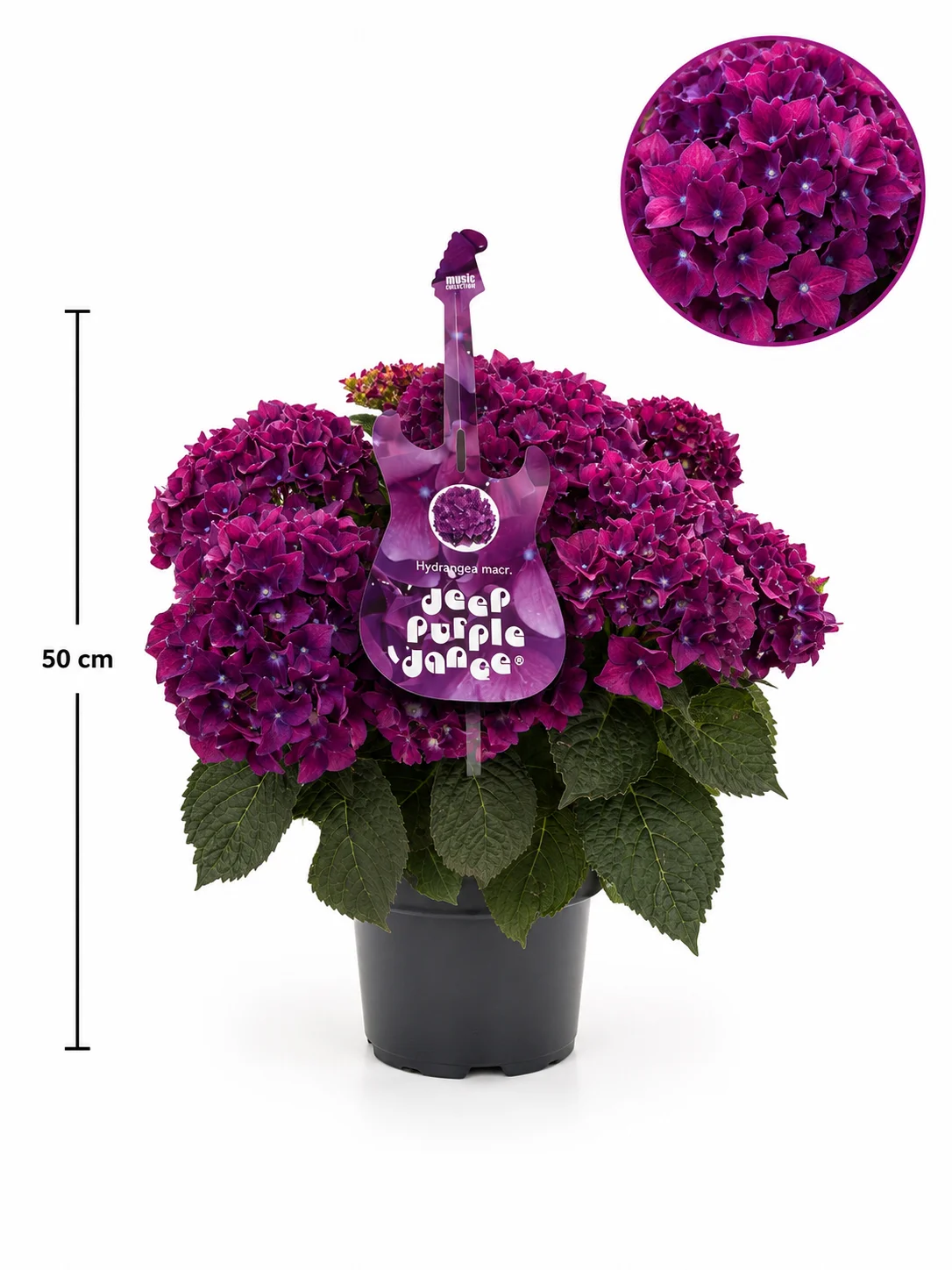 HORTENZIJA Deep purple dance 5ltr