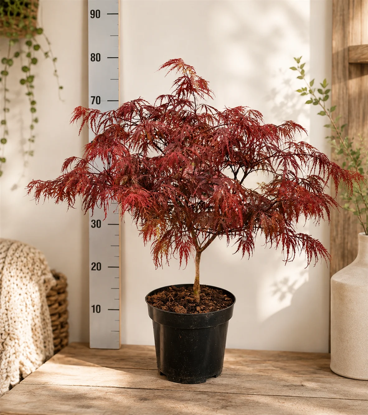 JAVOR GARNET POVEŠAVA 50-60CM C7,5