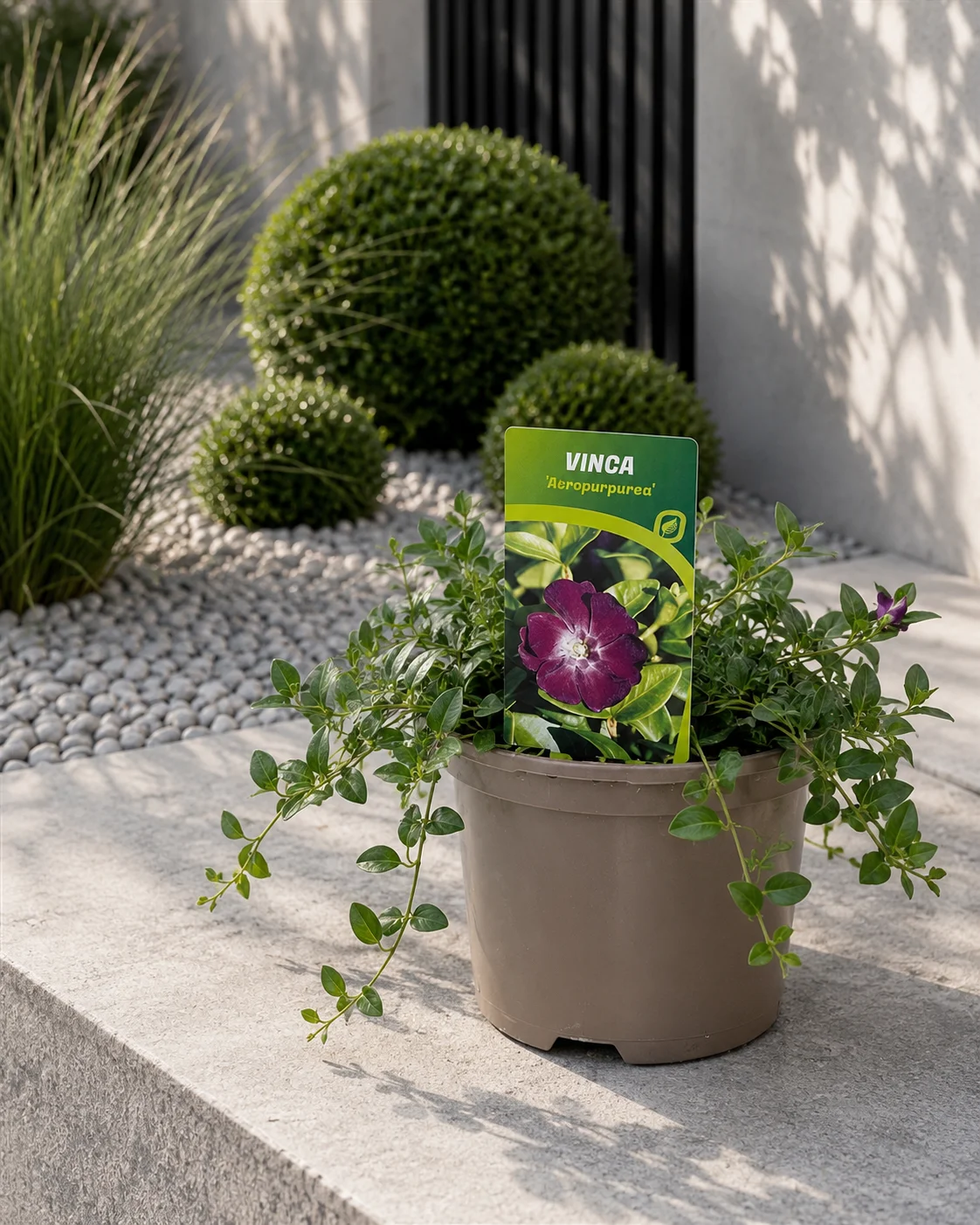 VINCA MINOR ATROPURPUREA P13