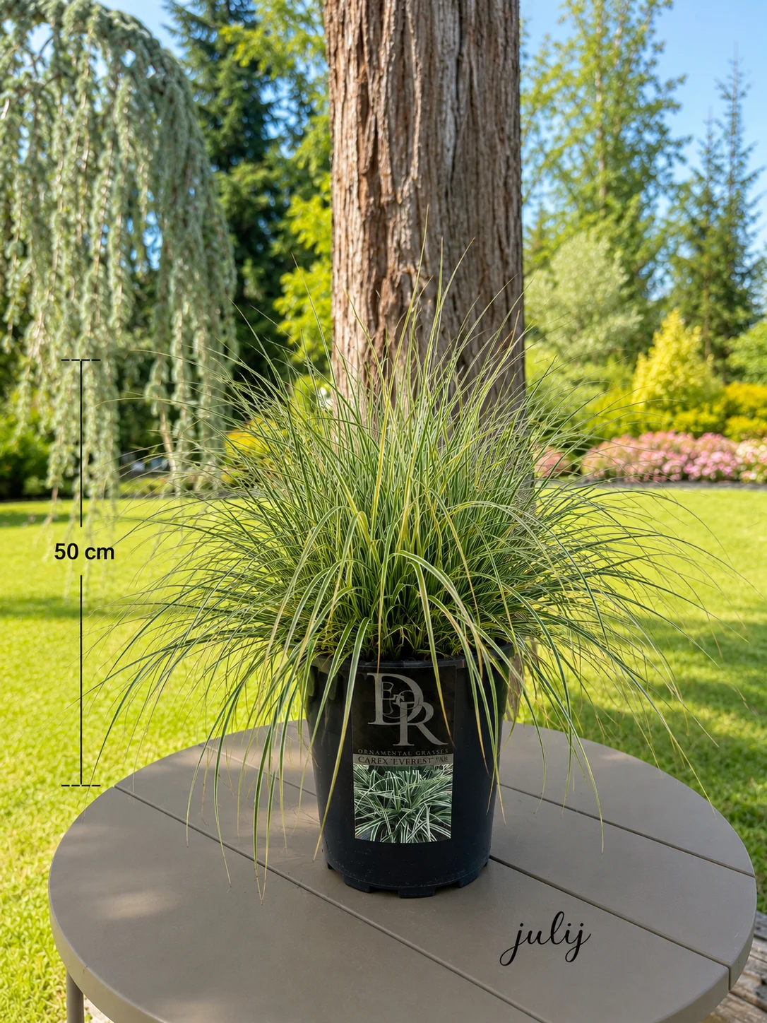 CAREX EVERESTE
