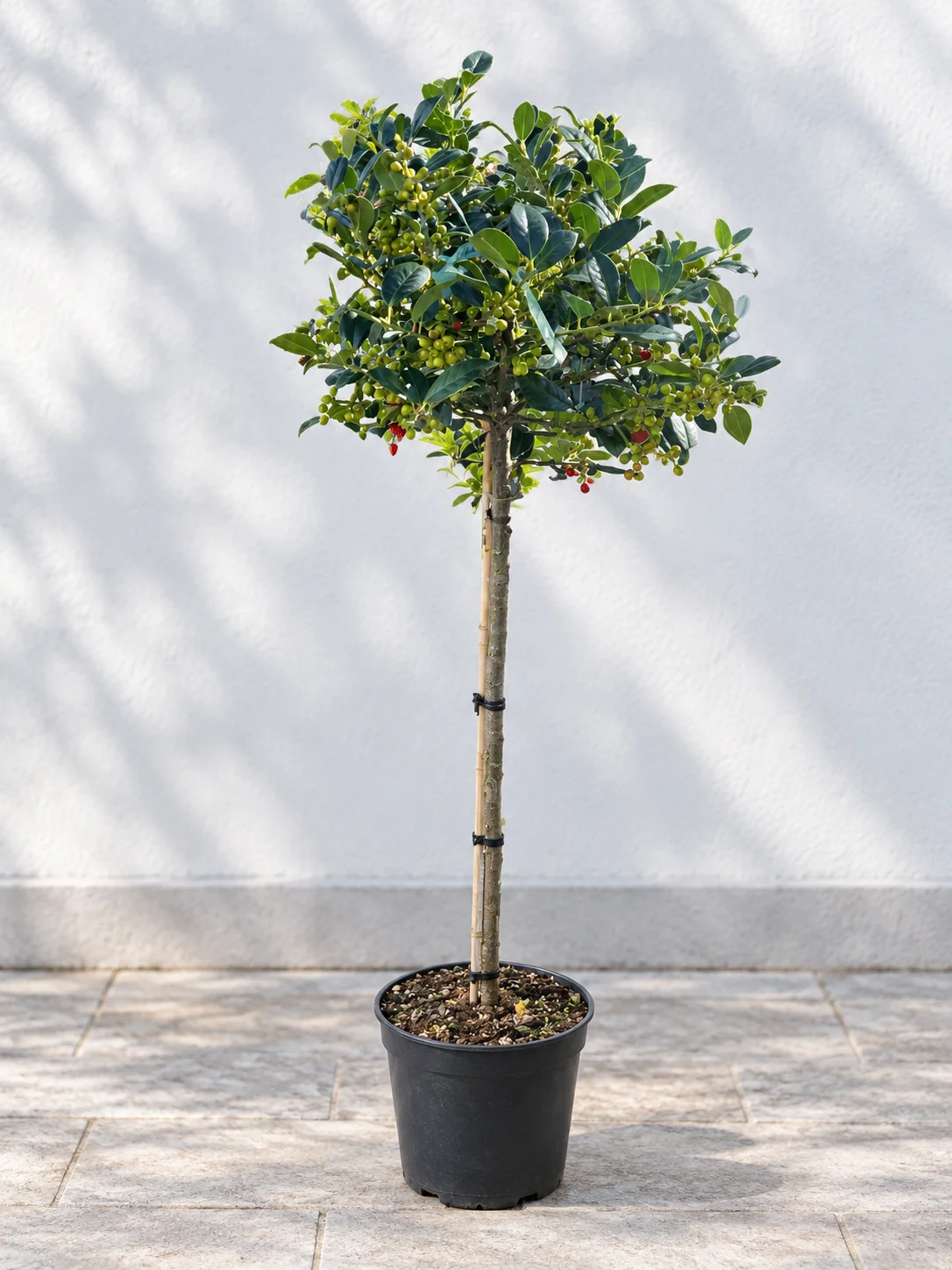 ILEX VAN TOL na steblu 90cm