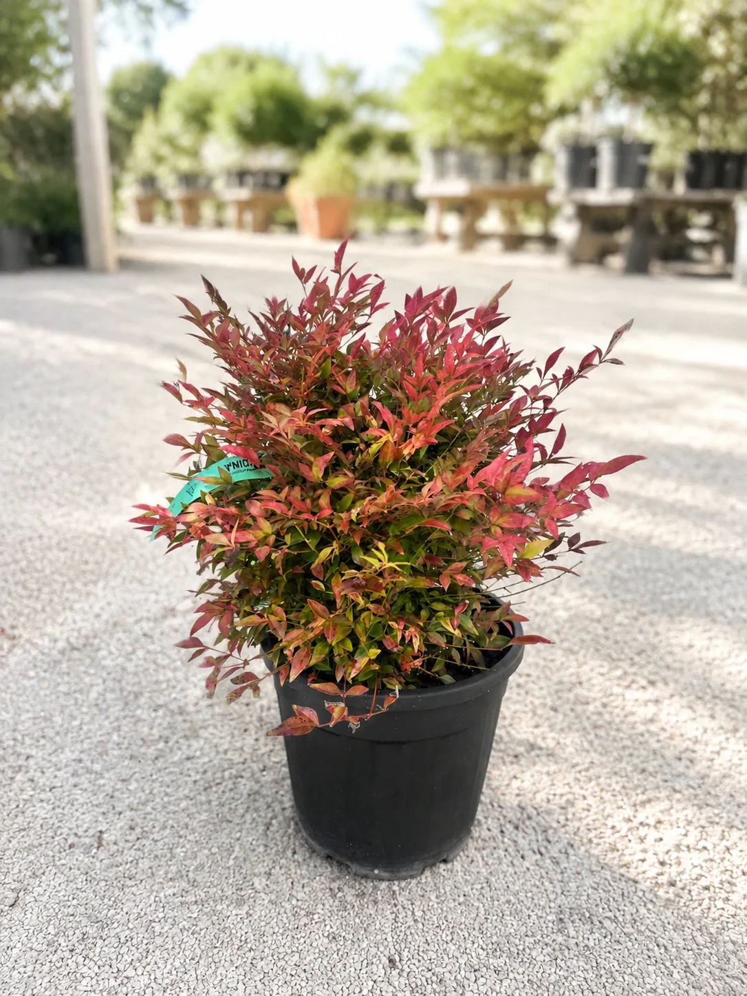 NANDINA Obsessed
