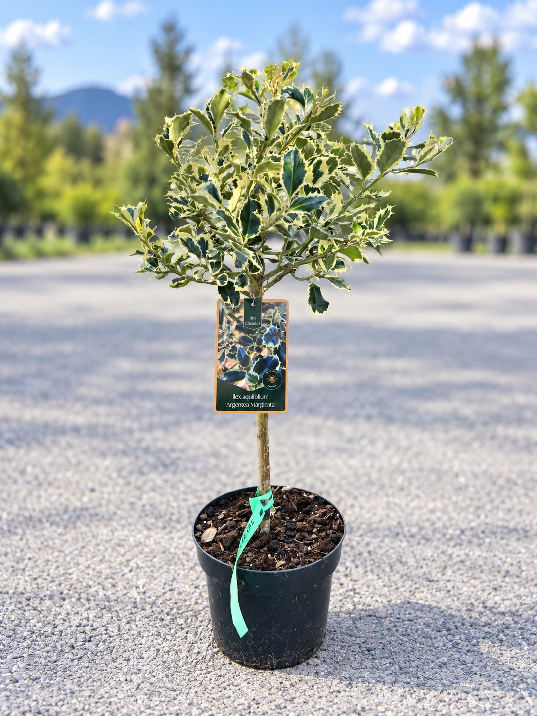 ILEX ARGENTEA MARGENTA na stebluu 40cm