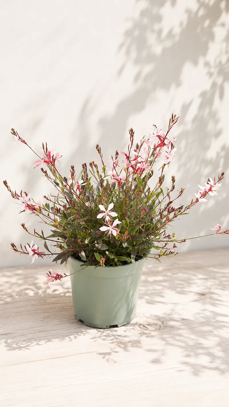 Gaura Belleza Dark Pink C2