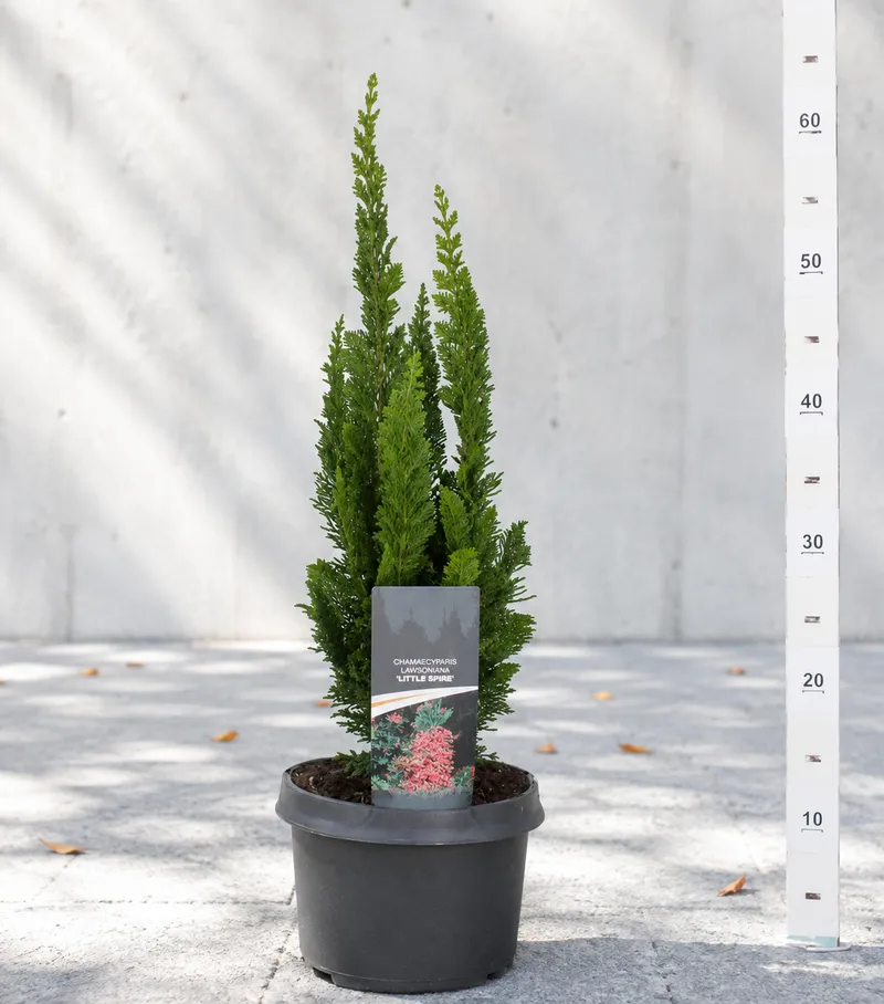 PACIPRESA LITTLE SPIRE 30-40CM