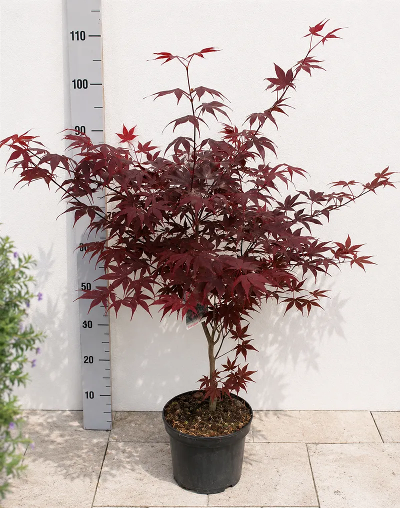 JAVOR RDEČ BLOODGOOD 60-80CM C7,5