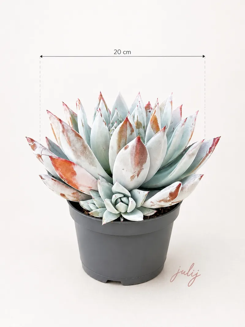 ECHEVERIA "MEXICAN GIANT"