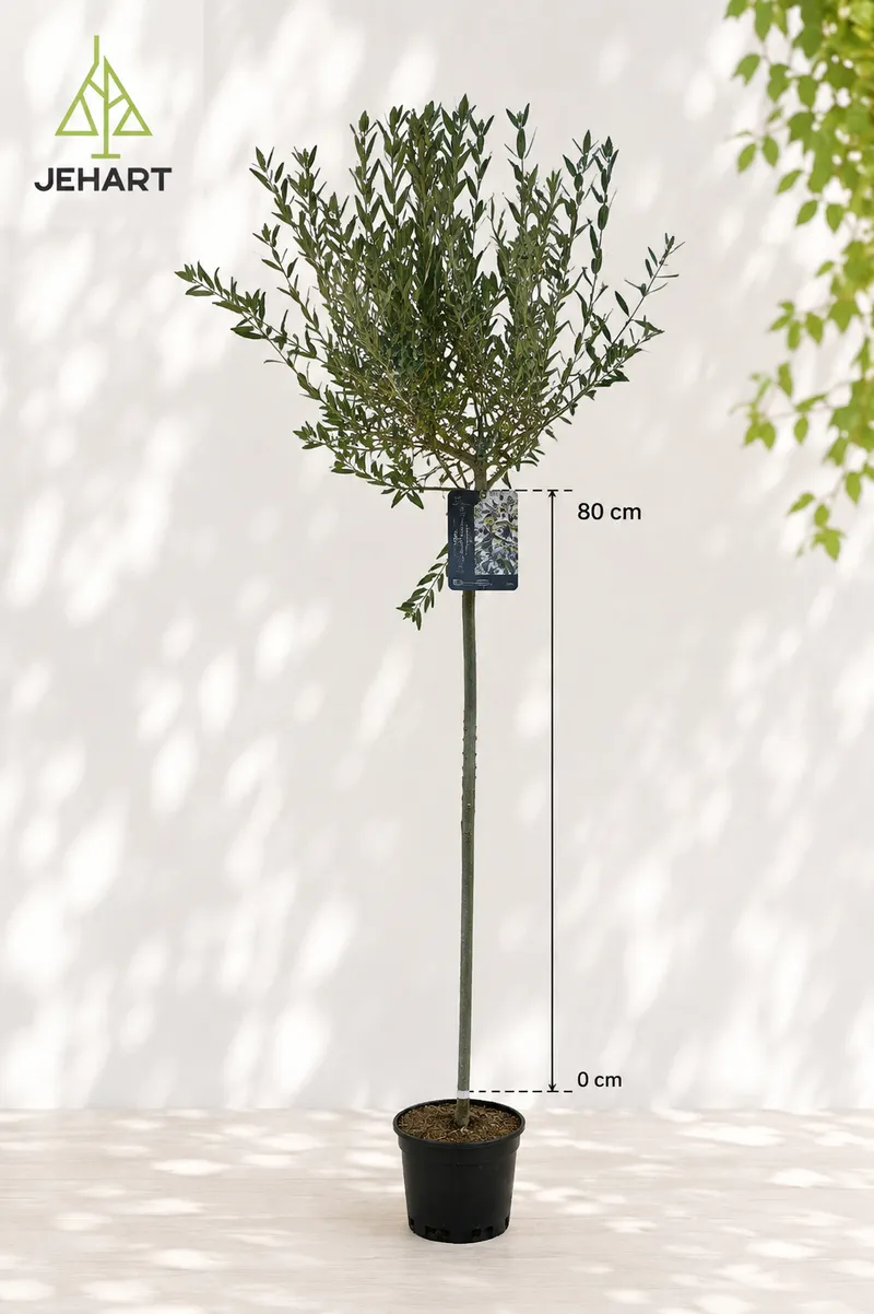 JAPONSKA VRBA HAKURO NISHIKI 80CM