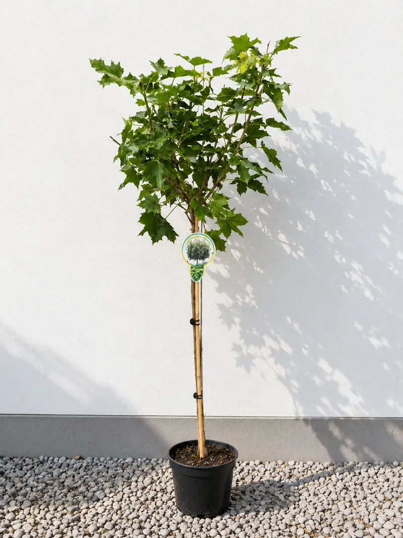 JAVOR OKROGLAST NA STEBLU 80CM