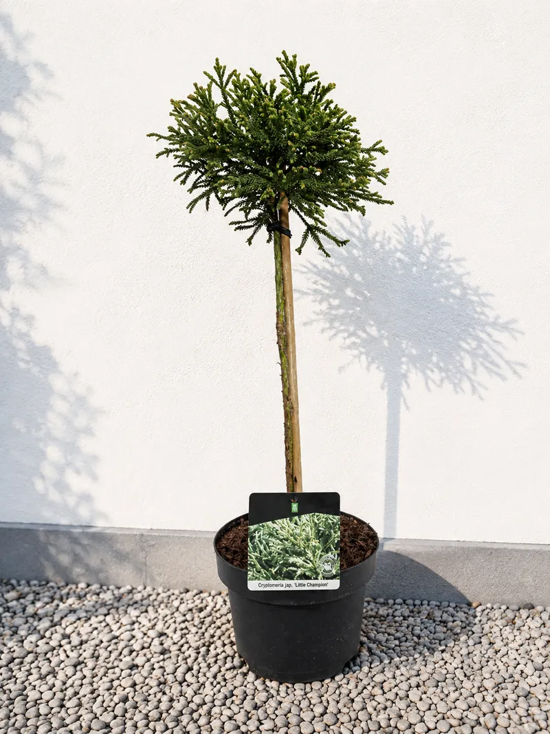 KRIPTOMERIJA LITTLE CHAMPION NA STEBLU 40CM