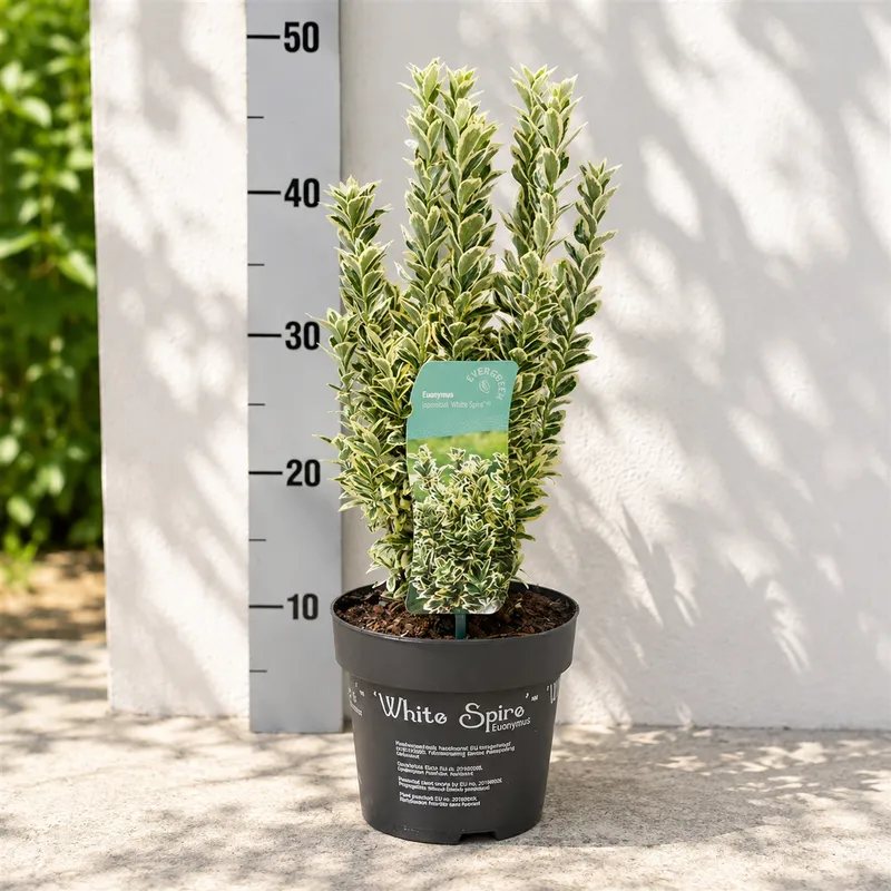 TRDOLESKA white spire 25-30cm