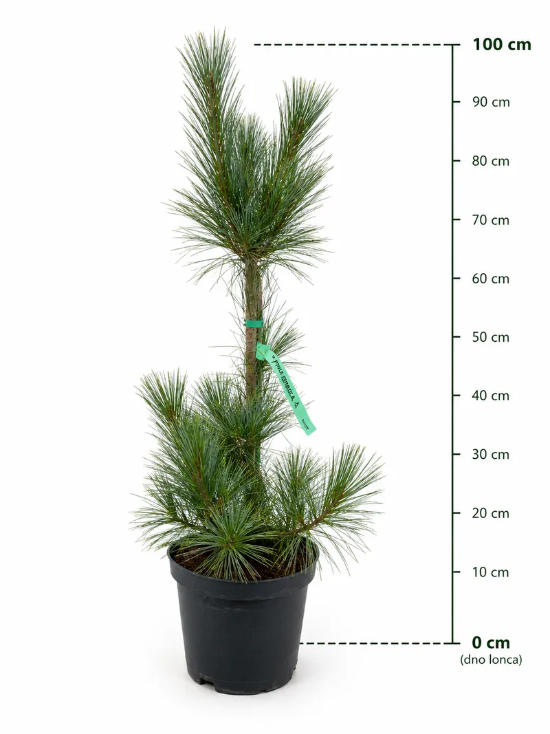 Bor 'Ammerland'