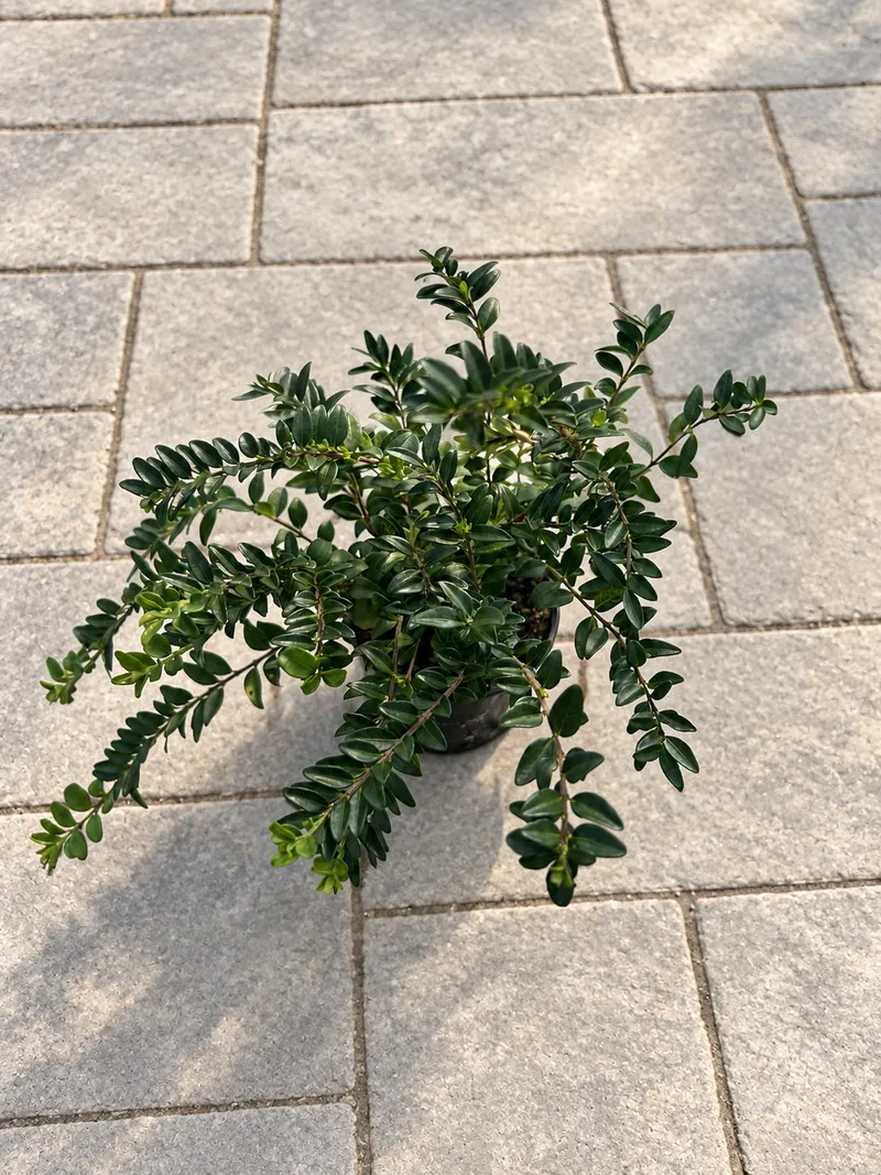 LONICERA POKRIVNA P9