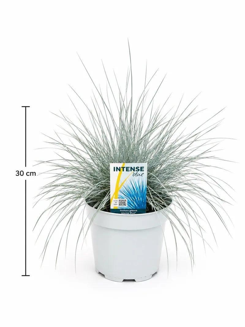 FESTUCA Intense blue C2