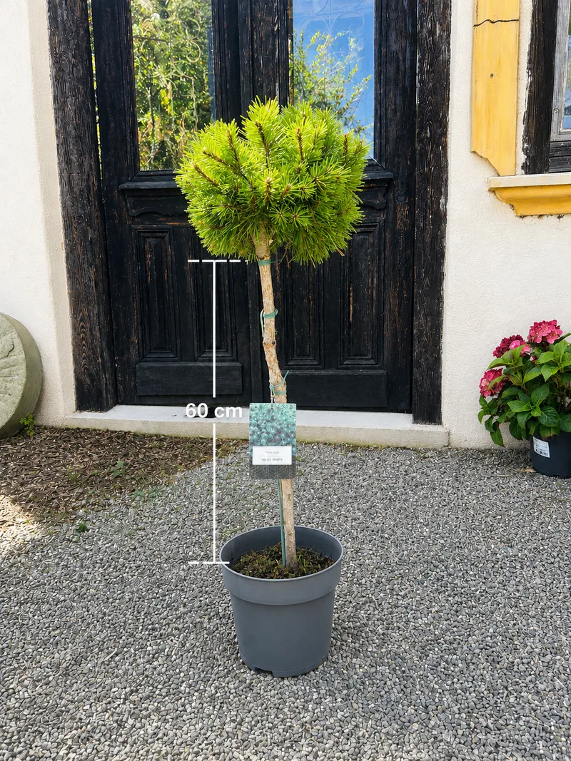 BOR BENJAMIN-steblo 60cm