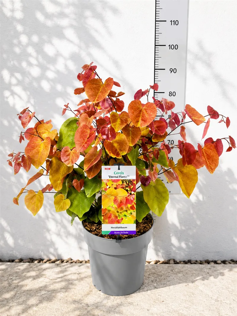 JUDEŽEVO DREVO Eternal flame 60-80cm