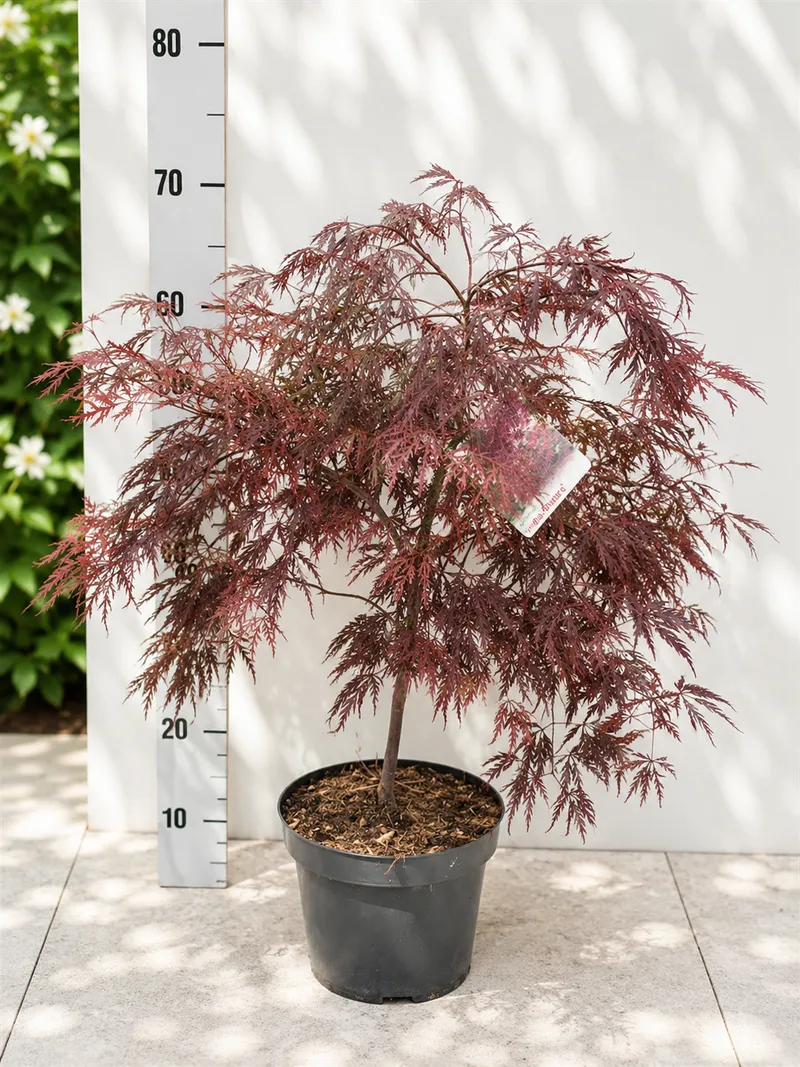 JAVOR INABA-SHIDARE 50-60CM