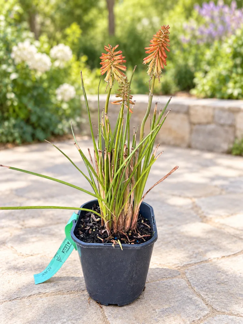 Kniphofia papaya popsicle C2