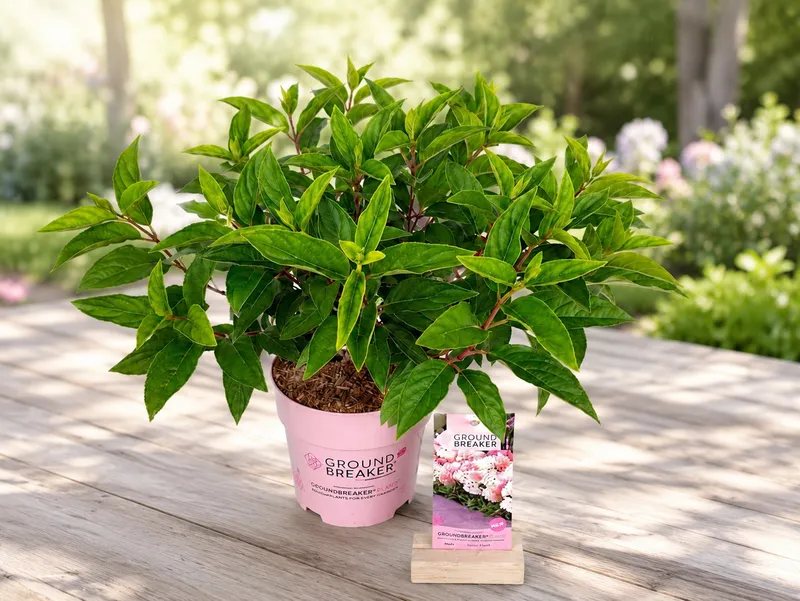 HORTENZIJA POKRIVNA BLUSH 3LTR