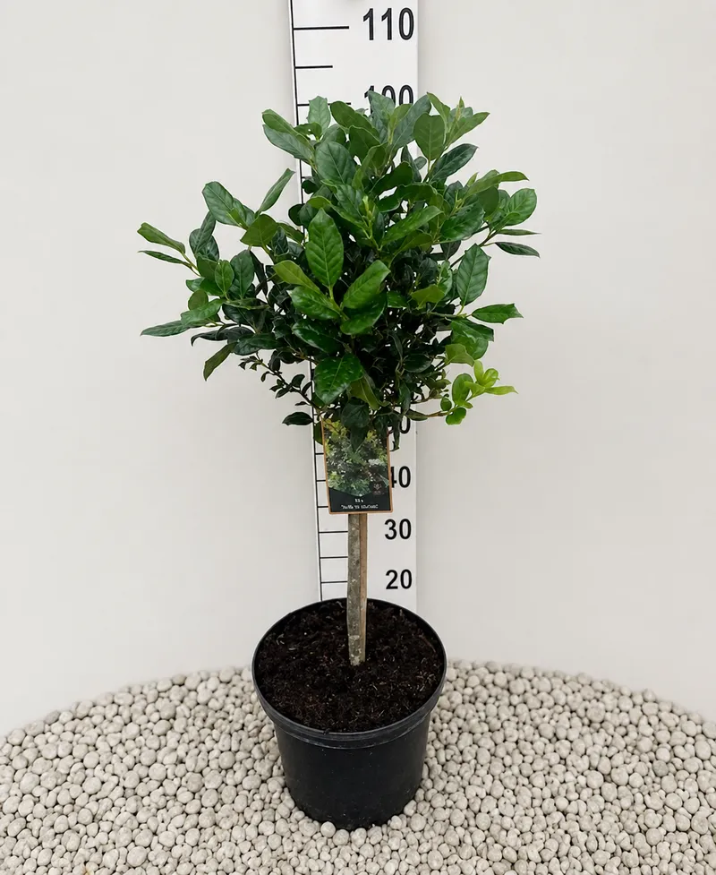 ILEX NELLY STEVENS NA STEBLU 40CM