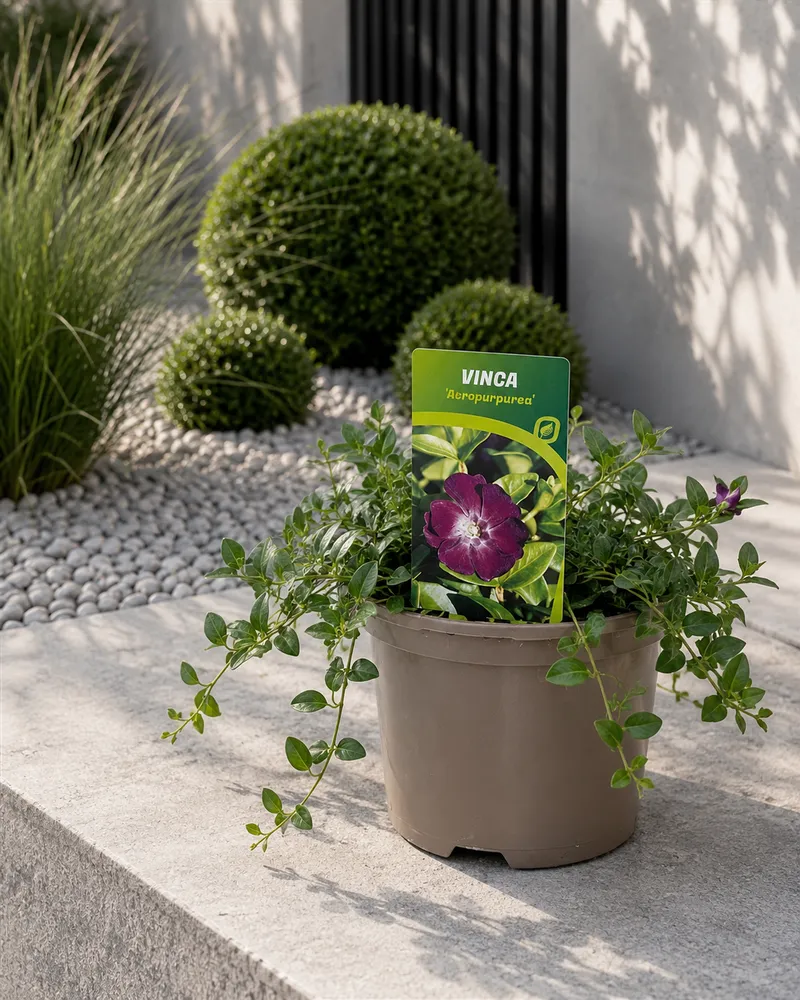 VINCA MINOR ATROPURPUREA P13