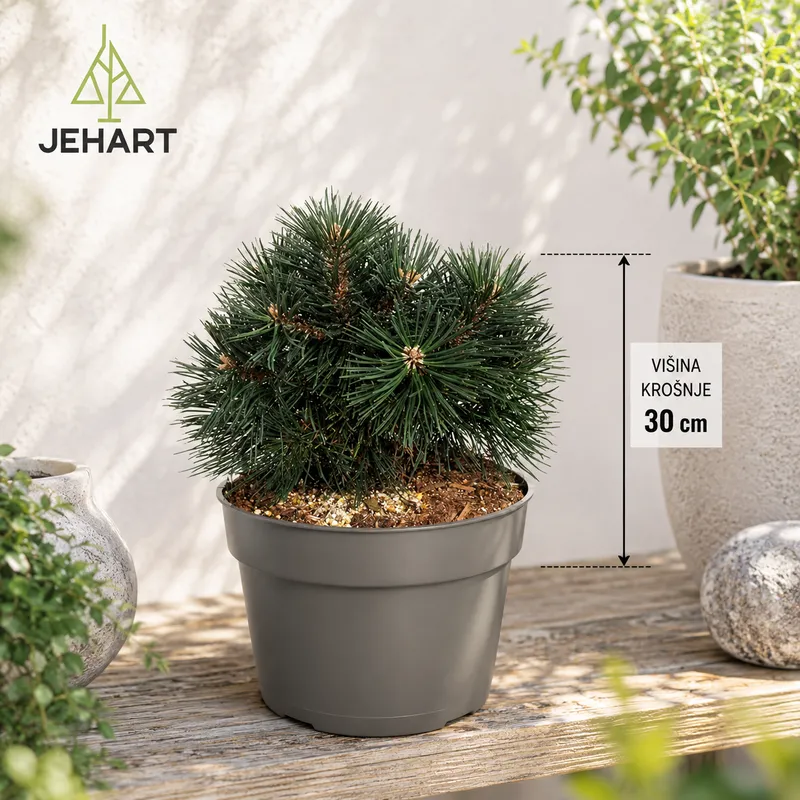 PRITLIKAVI GORSKI BOR GREEN PEARL