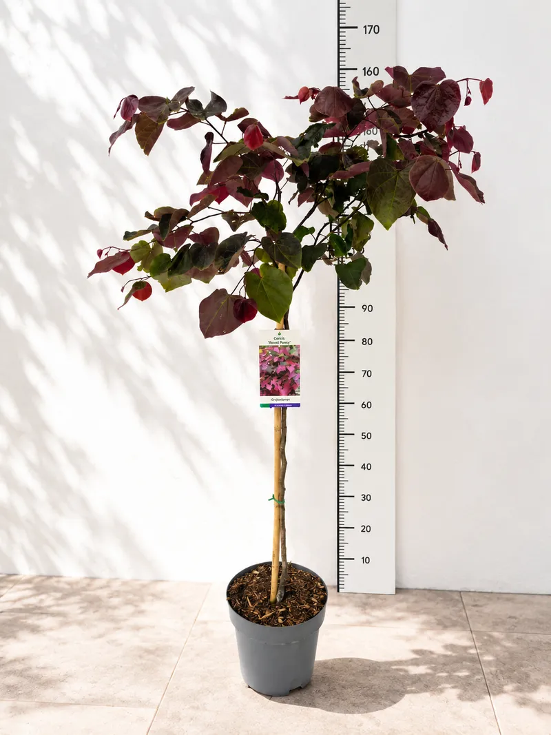 JUDEŽEVO DREVO FOREST PANSY steblo 90cm