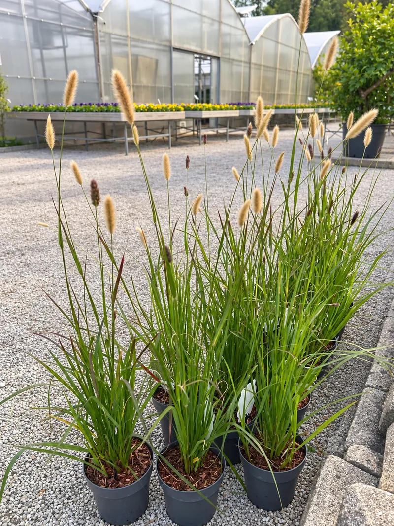 OKRASNA TRAVA RED BUNNY TAILS 2L