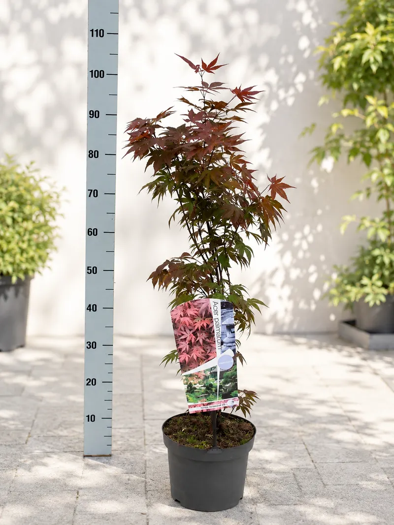 RDEČI JAVOR ATROPURPUREUM 60-80CM C5