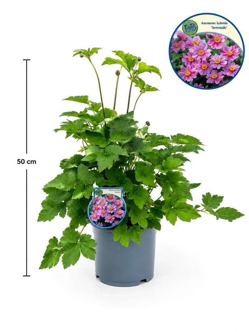 ANEMONE HYB.SERENADE