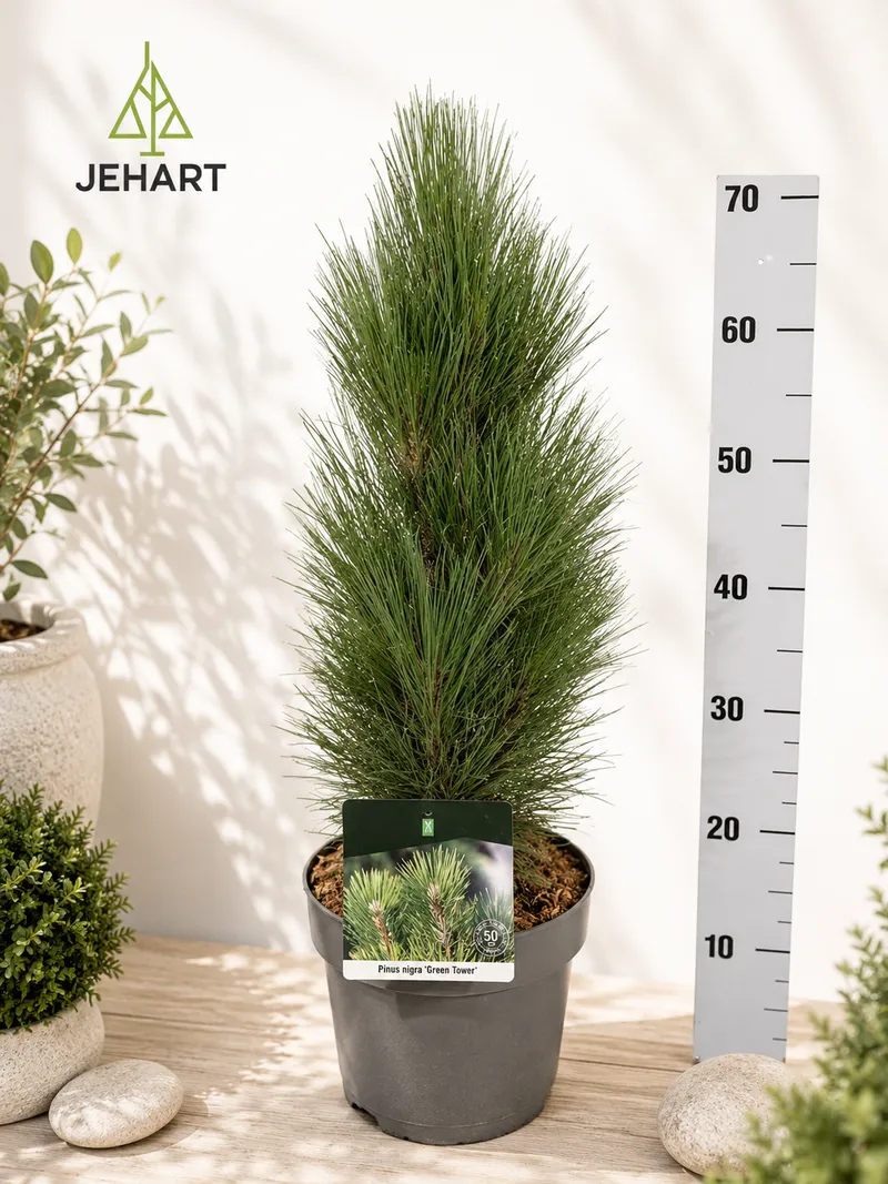 BOR NIGRA GREEN TOWER
