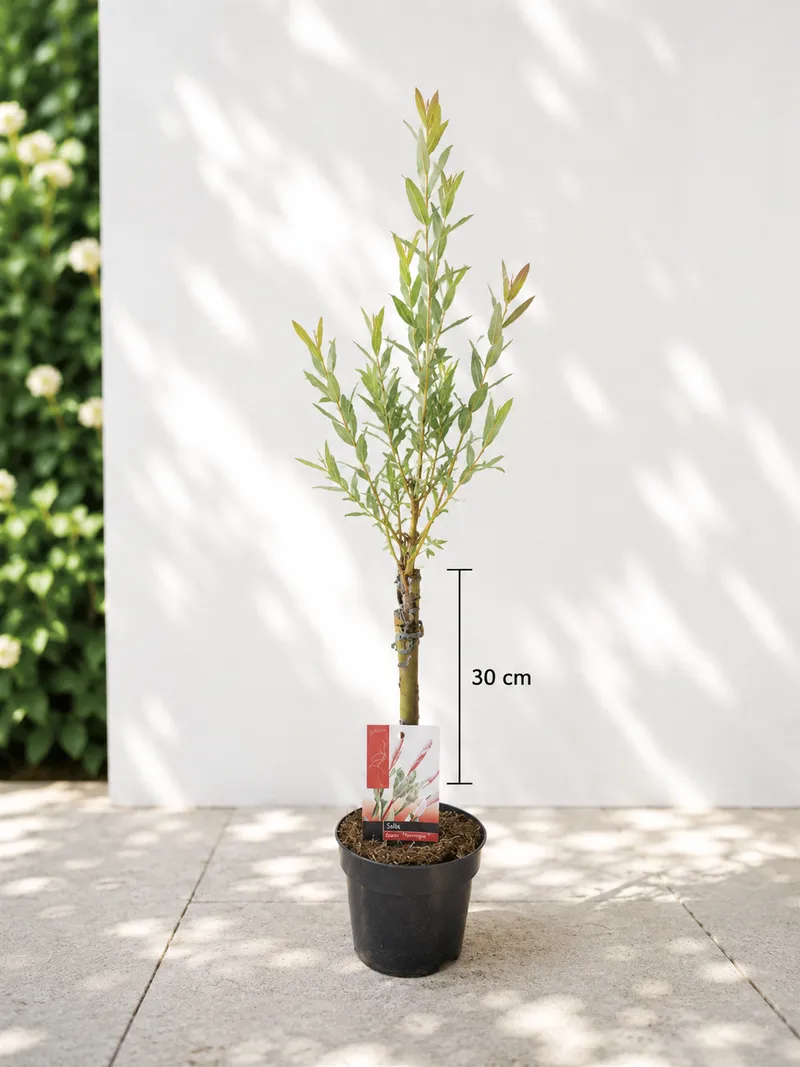 JAPONSKA VRBA NA STEBLU 30CM