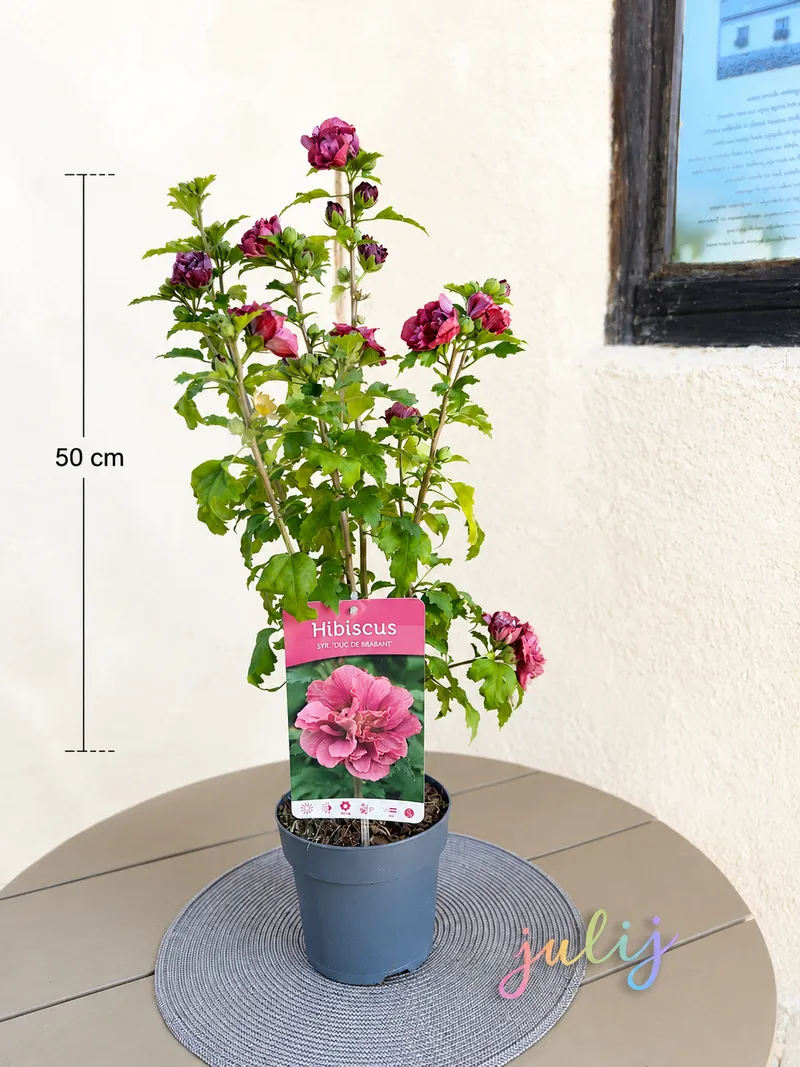 HIBISKUS ROZA