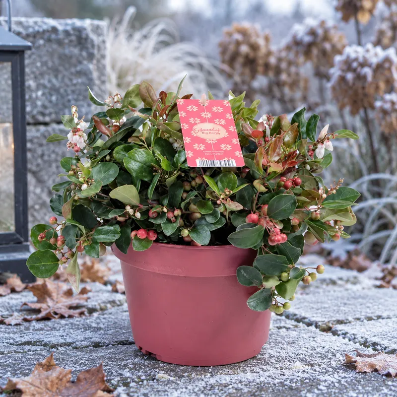 Gaultheria Big Berry 2Ltr